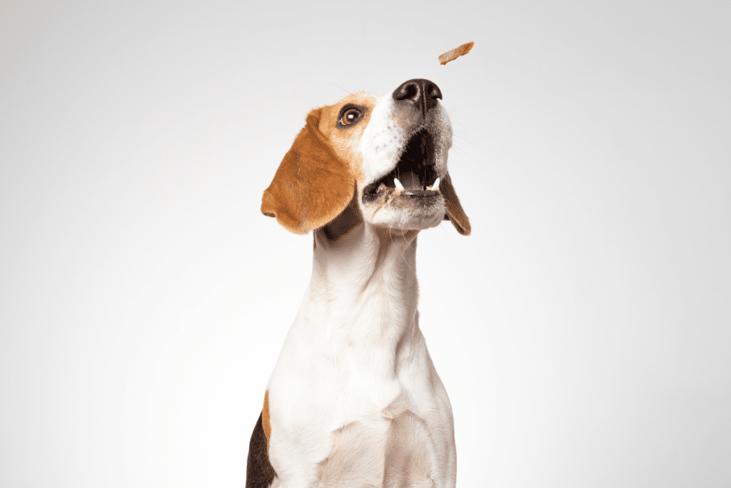 Meilleures friandises hypoallergéniques chien