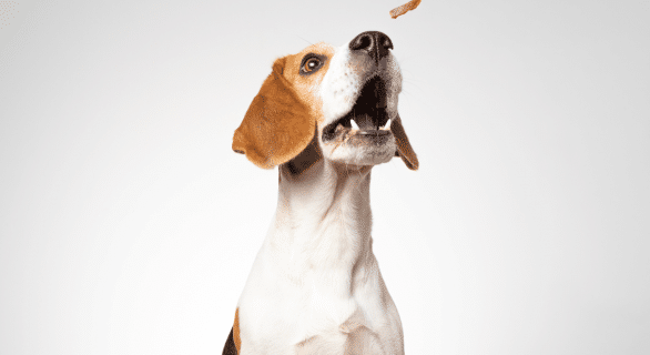 Meilleures friandises hypoallergéniques chien