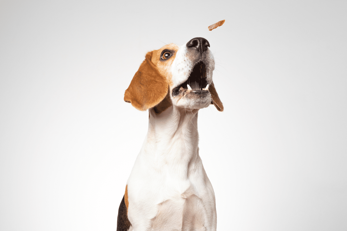 Meilleures friandises hypoallergéniques chien