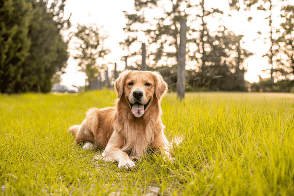 Golden Retriever Races de chien