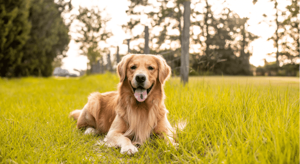 Golden Retriever Races de chien