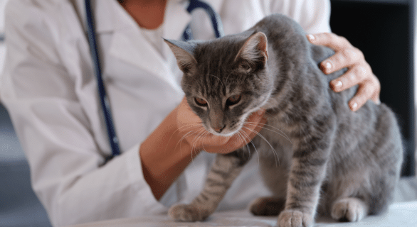 intoxication alimentaire chat