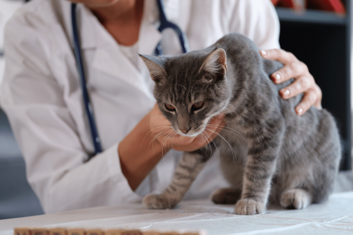 intoxication alimentaire chat