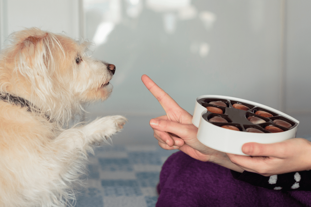 intoxication chocolat chien
