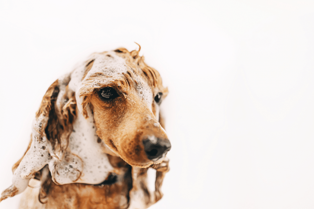 Laver son chien comme un pro