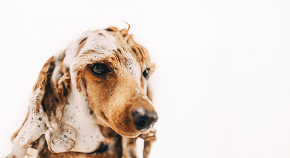 Laver son chien comme un pro