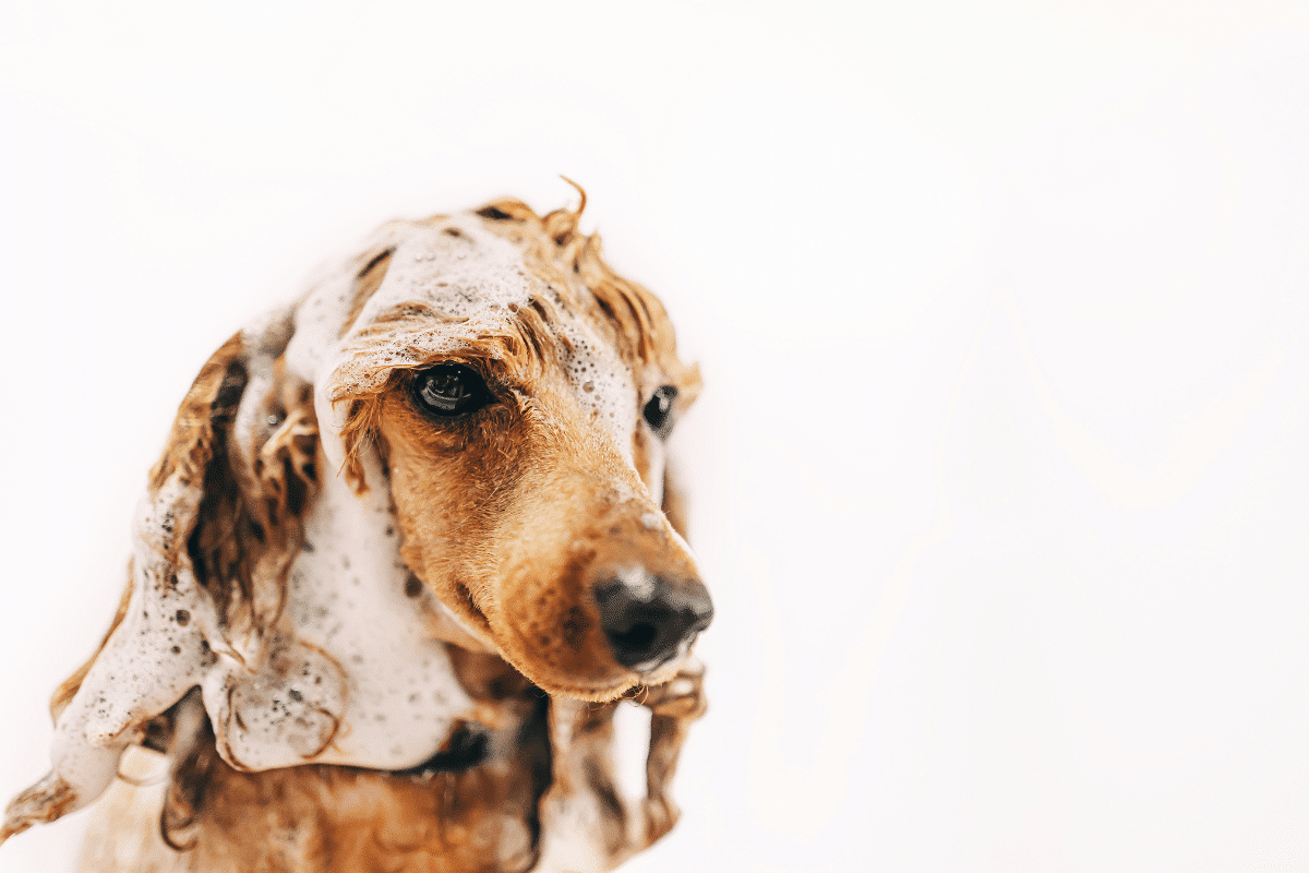 Laver son chien comme un pro