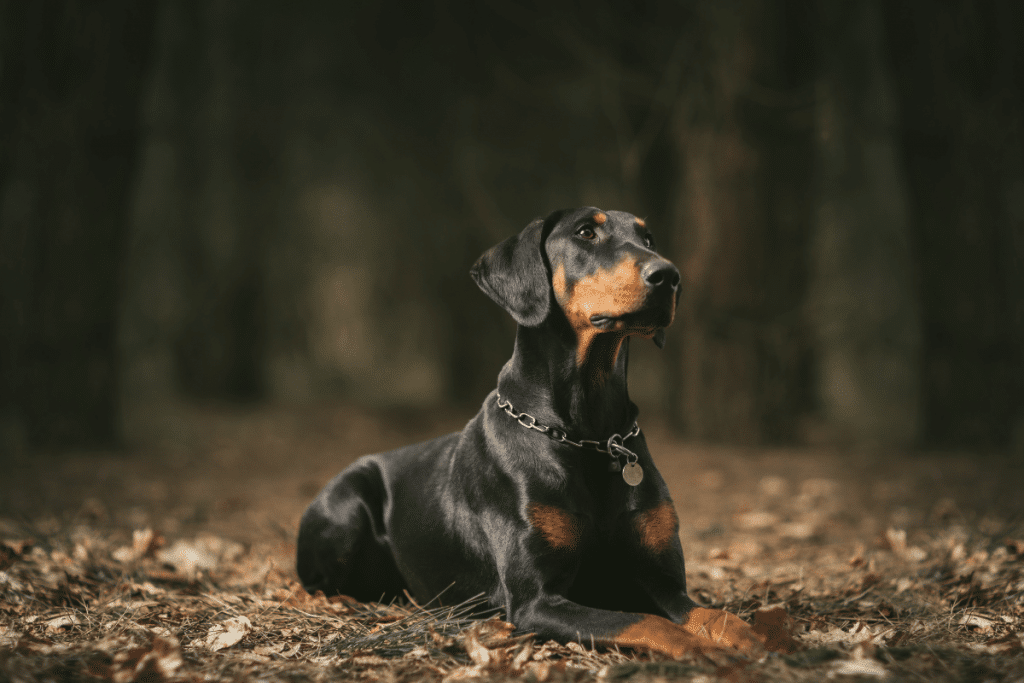 Le doberman : le guide sur la race