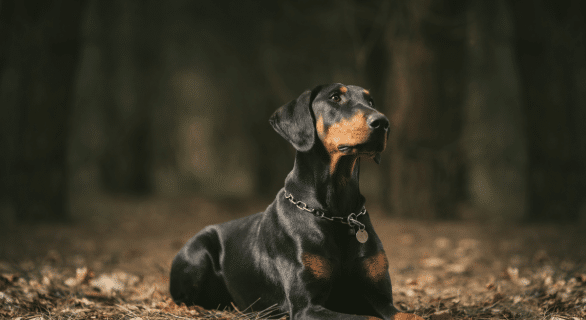 Le doberman : le guide sur la race