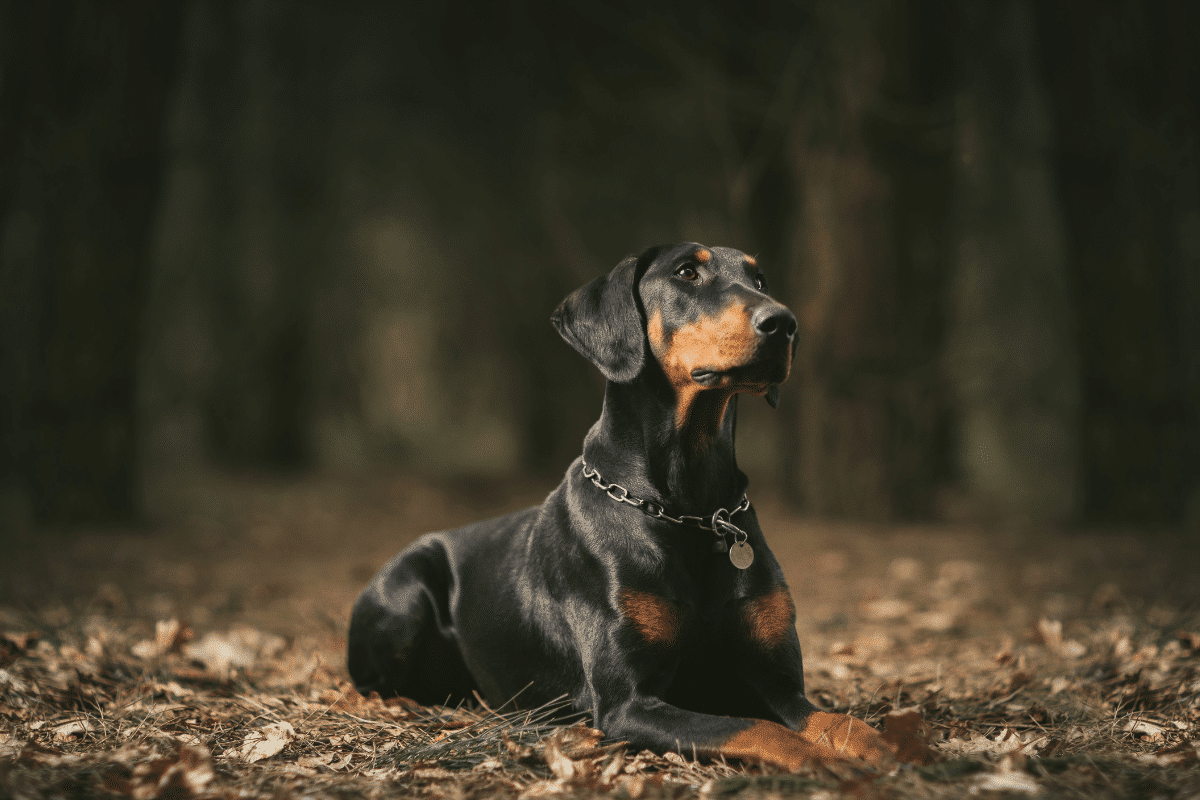 Le doberman : le guide sur la race
