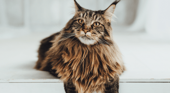 Tout savoir sur le Maine Coon