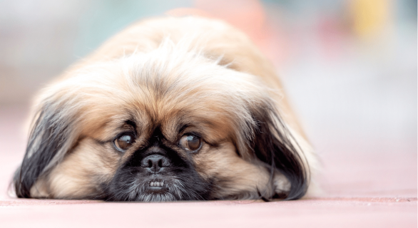 La maladie d'Addison chez les chiens : Comprendre et gérer l'hypoadrénocorticisme