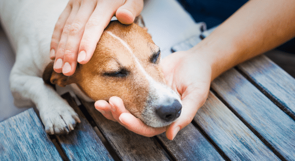 La maladie de Crohn chez le chien : espérance de vie et qualité de vie