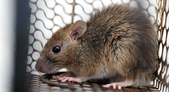 Comprendre la maladie du rat chez les chiens et l'homme : la leptospirose