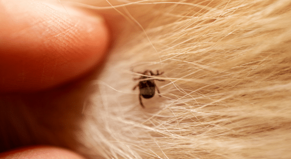 Comprendre la maladie de Lyme chez le chien : symptômes, diagnostic et traitement