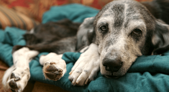 Les maladies mortelles chez nos amis les chiens : comment les reconnaître et les prévenir