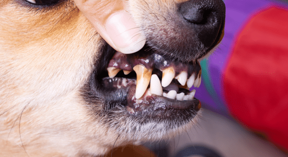 La maladie parodontale chez le chien : prévention et traitement