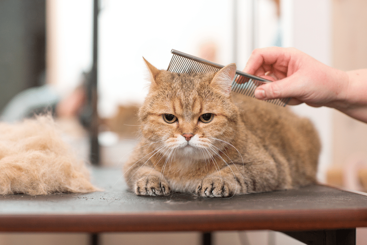 Matériel pour toiletter son chat soi-même