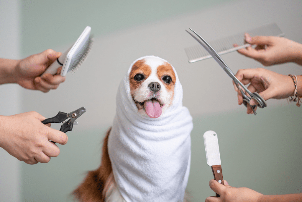 Le matériel qu'il faut pour toiletter son chien