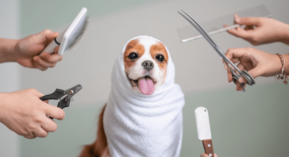 Le matériel qu'il faut pour toiletter son chien