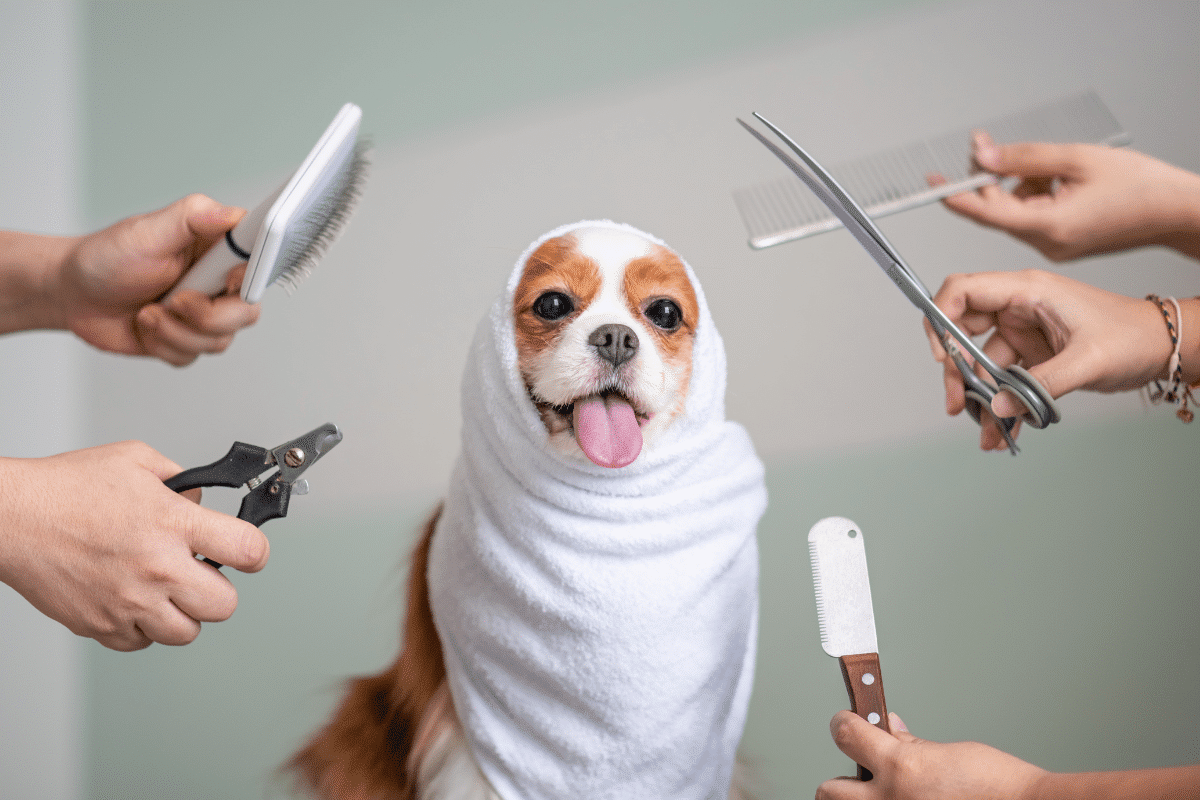 Le matériel qu'il faut pour toiletter son chien