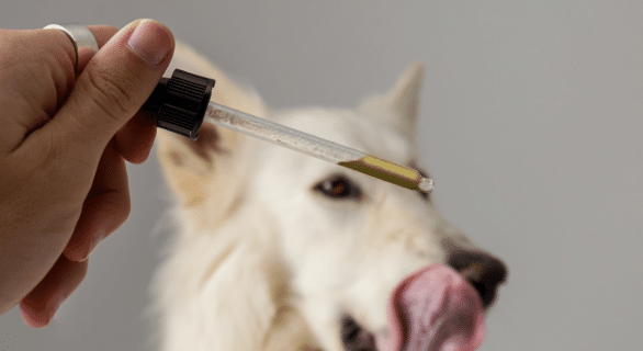 Meilleures friandises cbd pour un chien