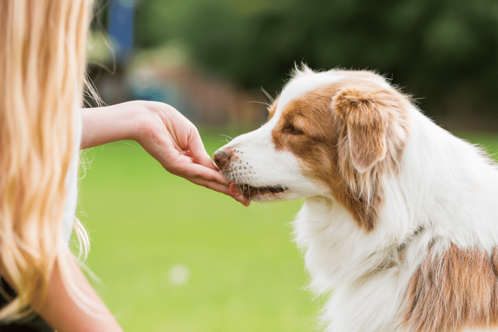 Meilleures friandises naturelles pour chien