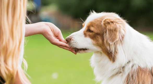 Meilleures friandises naturelles pour chien