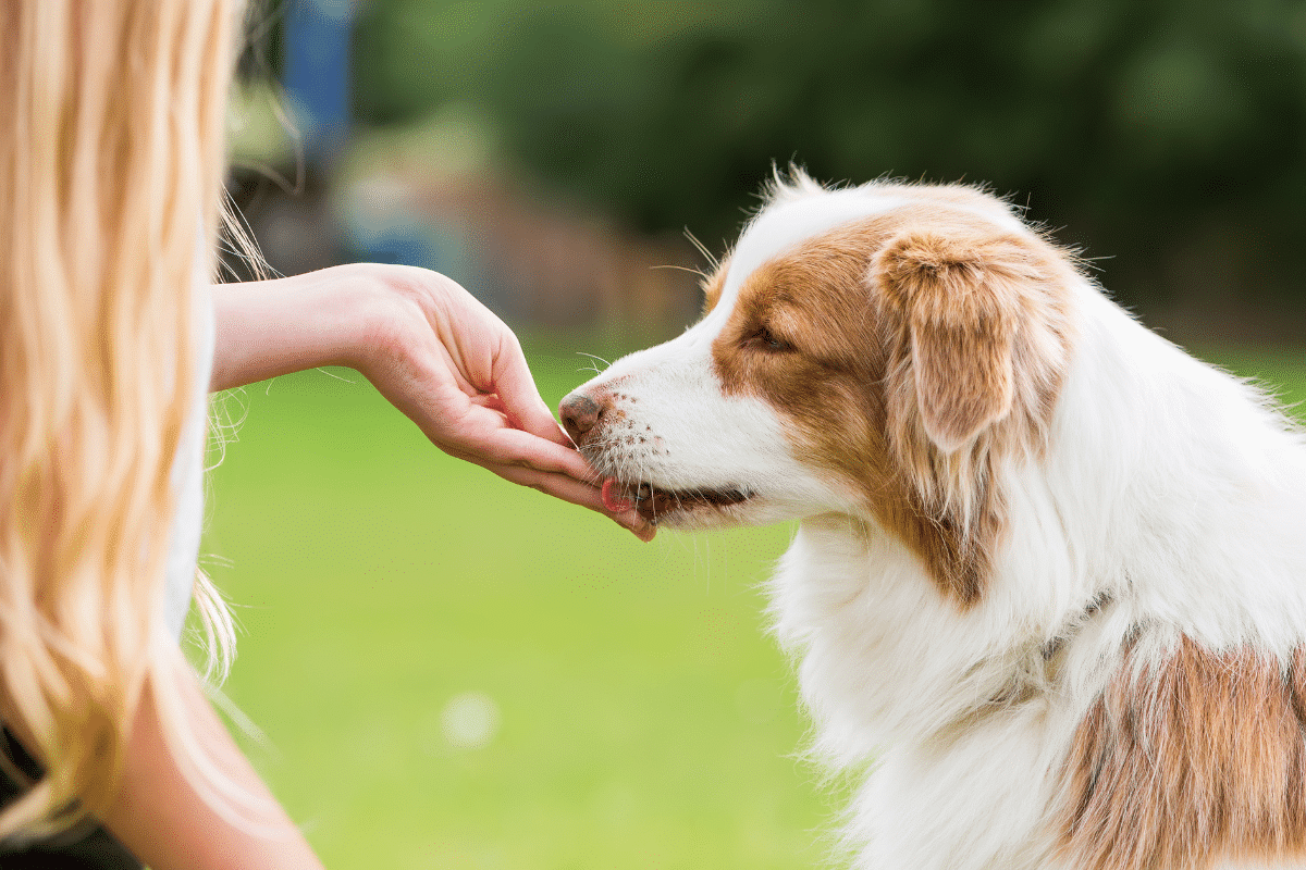 Meilleures friandises naturelles pour chien