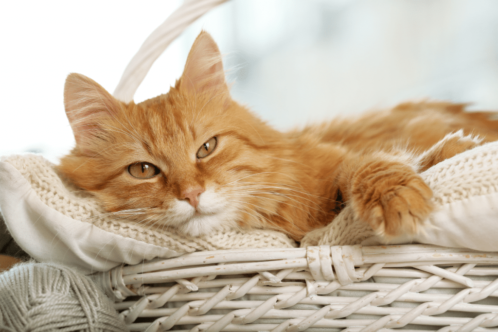 Meilleurs paniers pour un chat