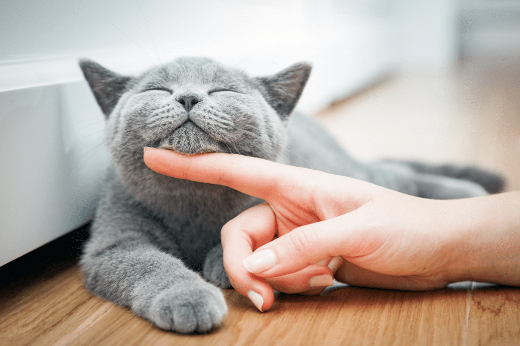 Les plus beaux noms de chats pour 2024