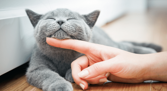 Les plus beaux noms de chats pour 2024