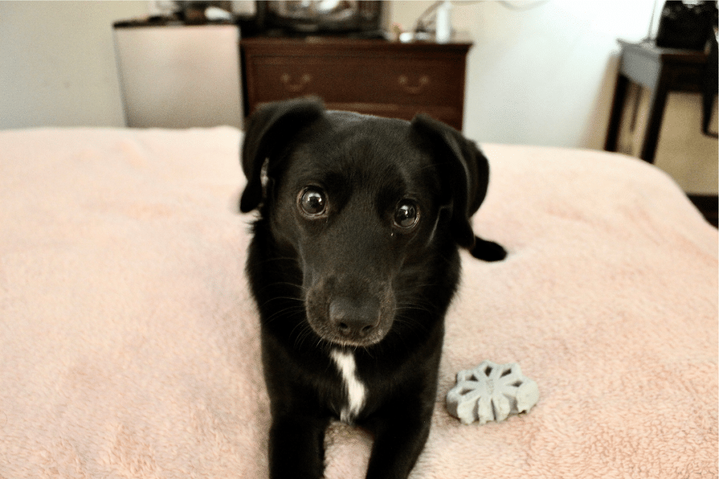 Les plus beaux noms de chiens pour 2024