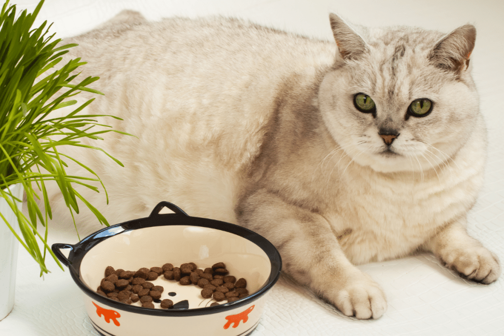 L'obésité chez le chat