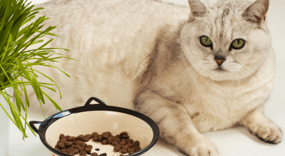 L'obésité chez le chat