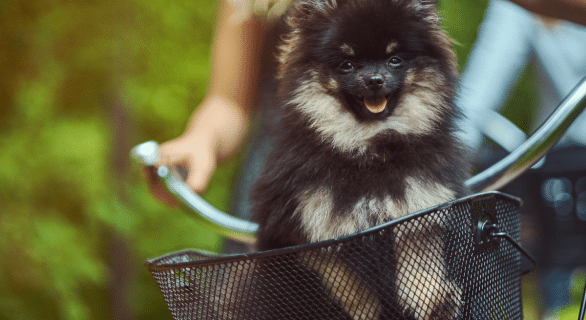 Quel panier pour transporter mon chien ?