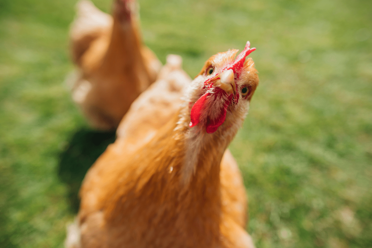 Pourquoi avoir une poule dans son jardin ?