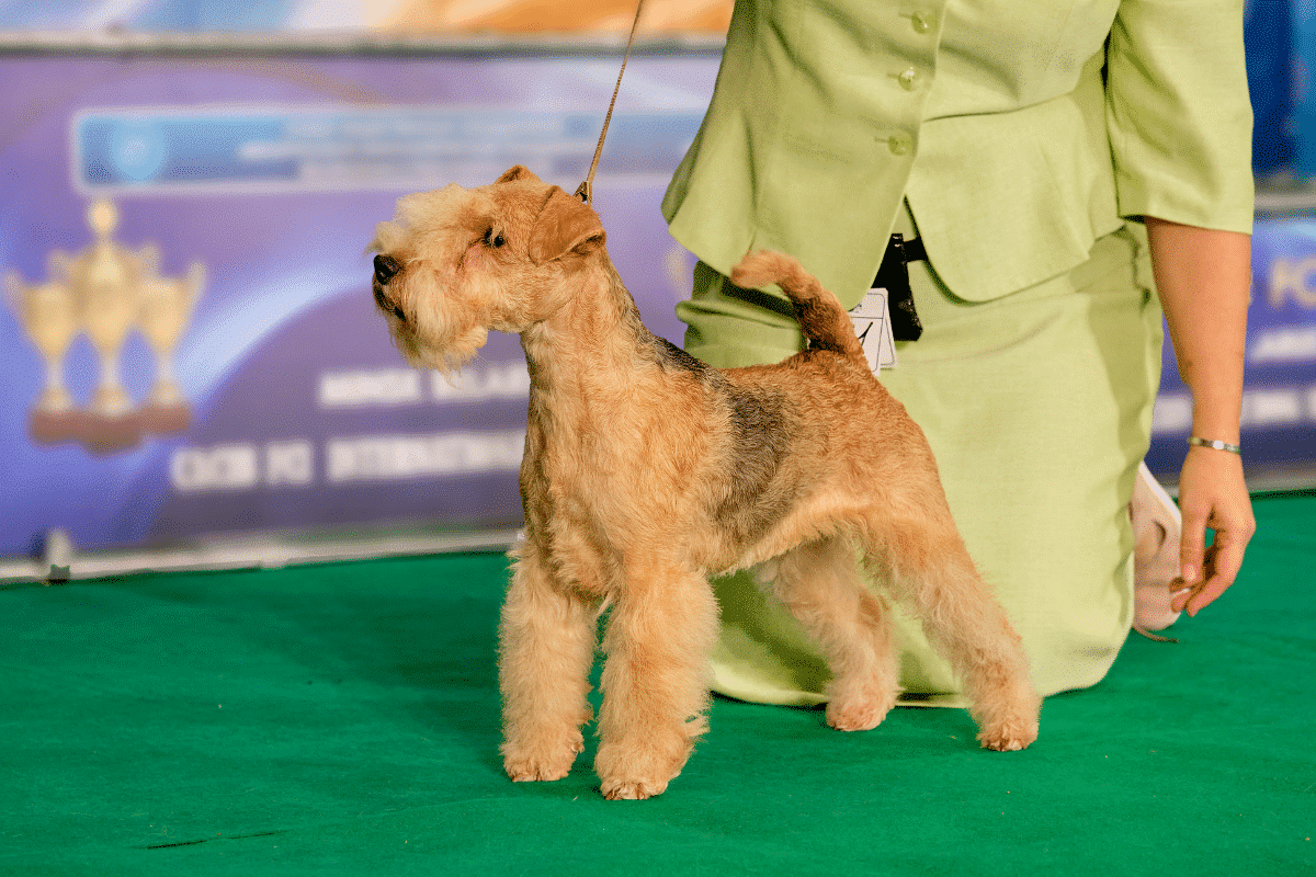 Bien préparer une exposition canine