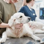 Le coût du traitement de la maladie de Cushing chez les chiens : ce qu'il faut savoir