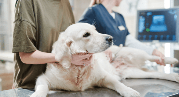 Le coût du traitement de la maladie de Cushing chez les chiens : ce qu'il faut savoir