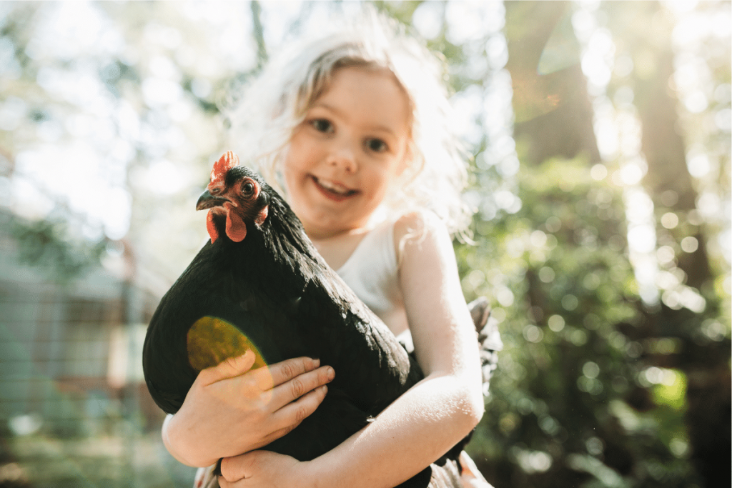 Les races de poules domestiques les plus populaires