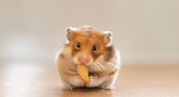Les rongeurs les plus populaires en tant qu'animaux de compagnie