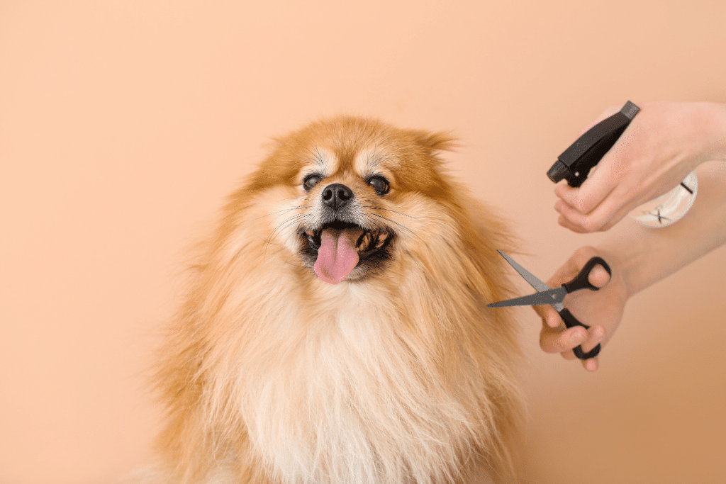 Toiletter son chien soi-même