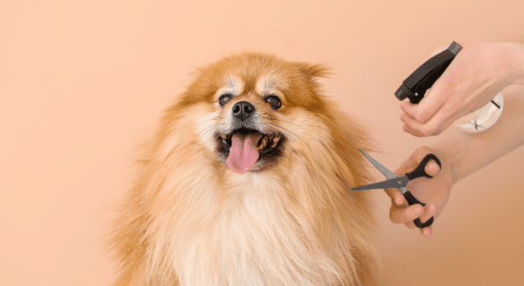 Toiletter son chien soi-même