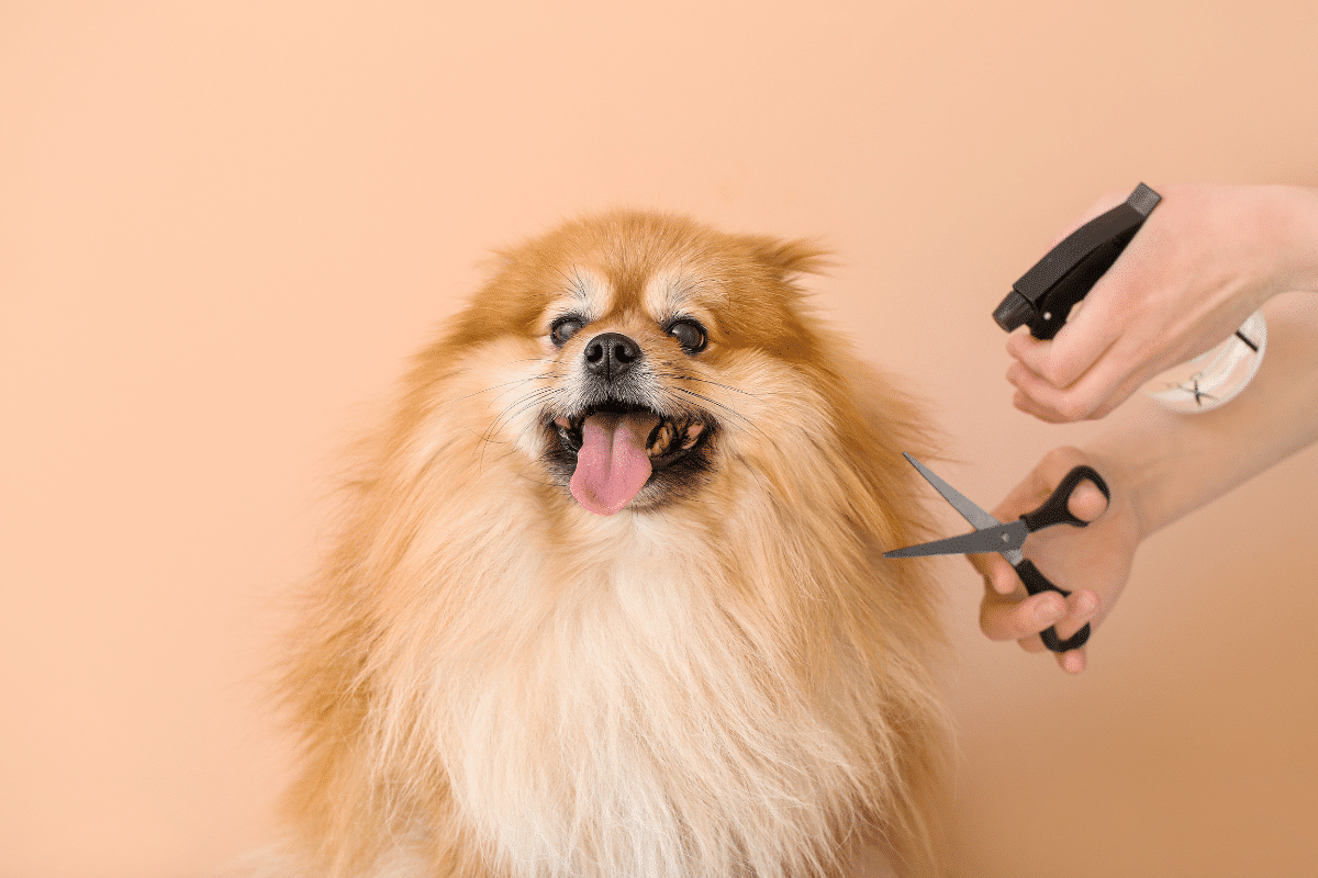 Toiletter son chien soi-même