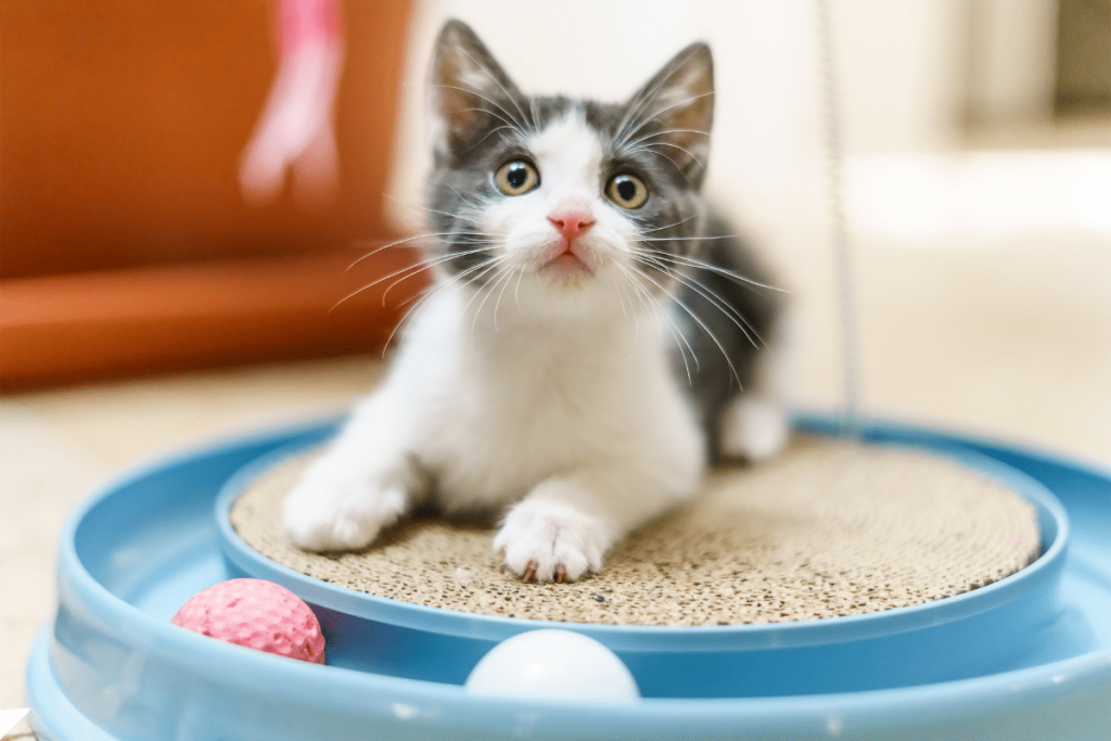 Le top 8 des accessoires à prévoir pour l’arrivée de son chat