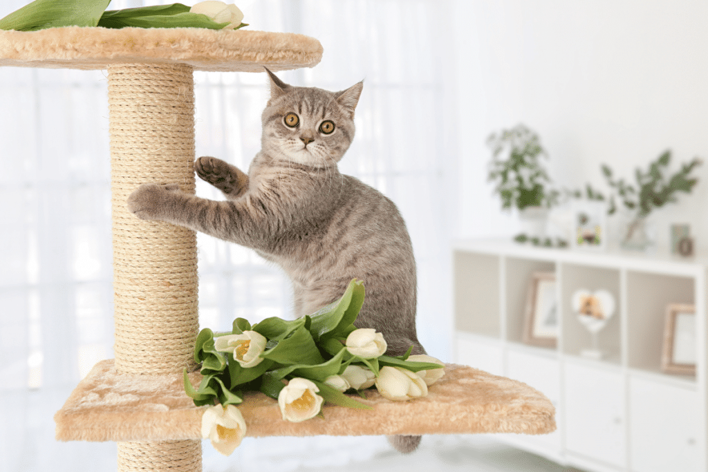 Le top des activités bien-être pour un chat