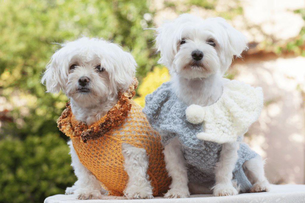 Les vêtements sont utiles pour un chien ?