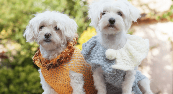 Les vêtements sont utiles pour un chien ?