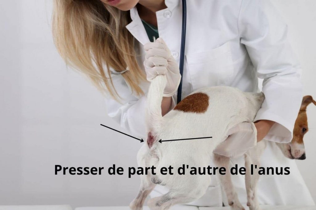 Vidange des glandes anales du chien : la technique
